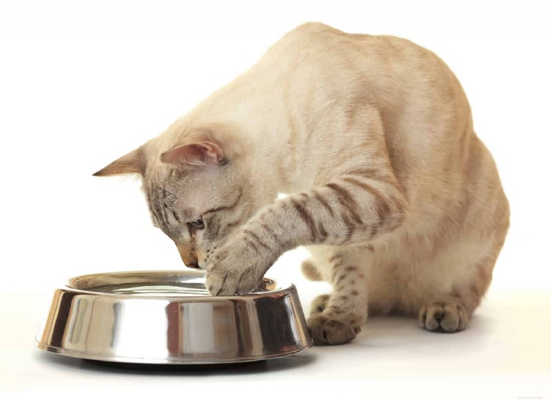 10 Real-Life Stories: Why Even Loving Cat Owners Sometimes Hate Their Feline Friends