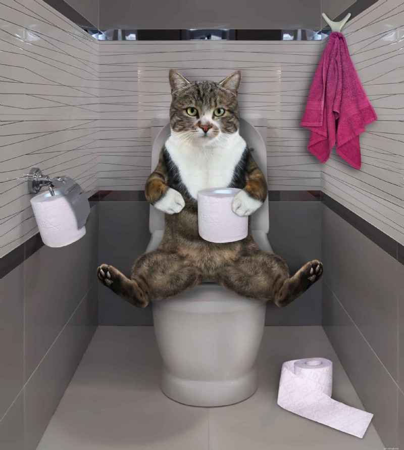 10 Real-Life Stories: Why Even Loving Cat Owners Sometimes Hate Their Feline Friends