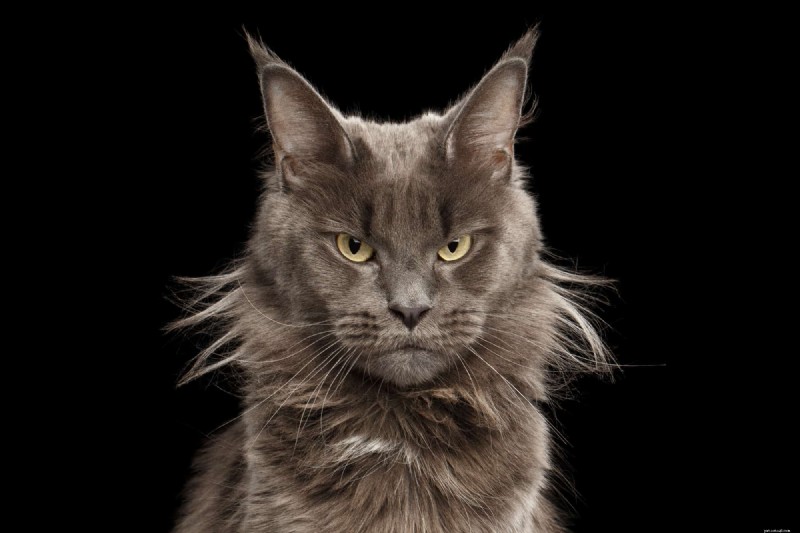 10 Real-Life Stories: Why Even Loving Cat Owners Sometimes Hate Their Feline Friends