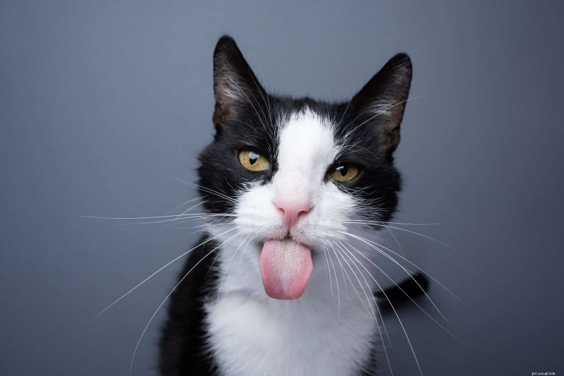 10 Real-Life Stories: Why Even Loving Cat Owners Sometimes Hate Their Feline Friends