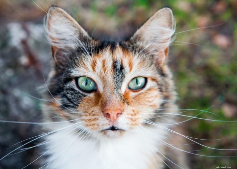 Why Do Cats Have Whiskers? + 50 Essential Kitten Questions Answered