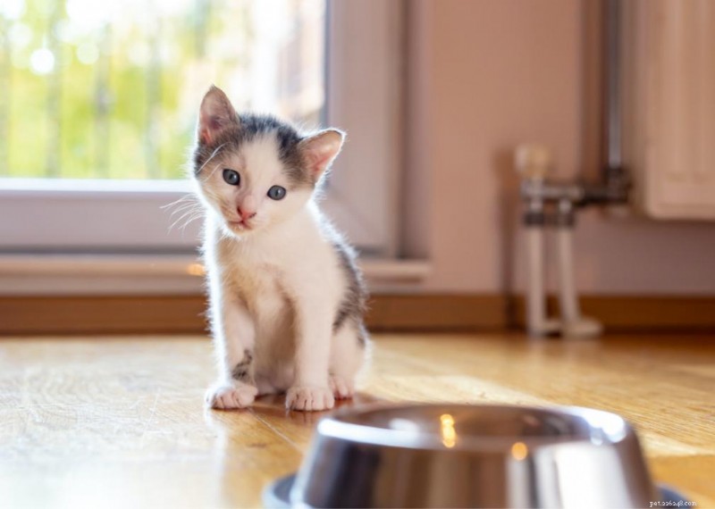 Why Do Cats Have Whiskers? + 50 Essential Kitten Questions Answered