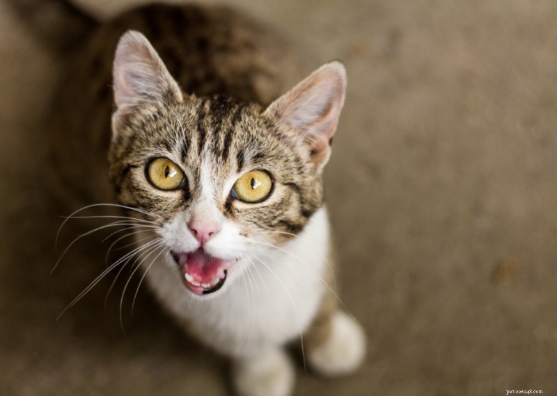 Why Do Cats Have Whiskers? + 50 Essential Kitten Questions Answered