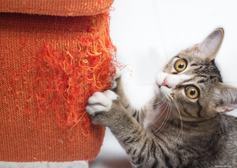 Why Do Cats Have Whiskers? + 50 Essential Kitten Questions Answered