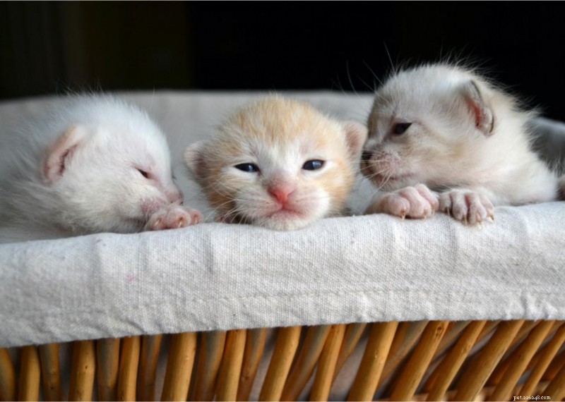Why Do Cats Have Whiskers? + 50 Essential Kitten Questions Answered