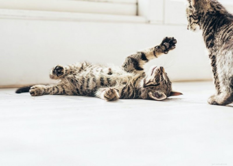 Why Do Cats Have Whiskers? + 50 Essential Kitten Questions Answered