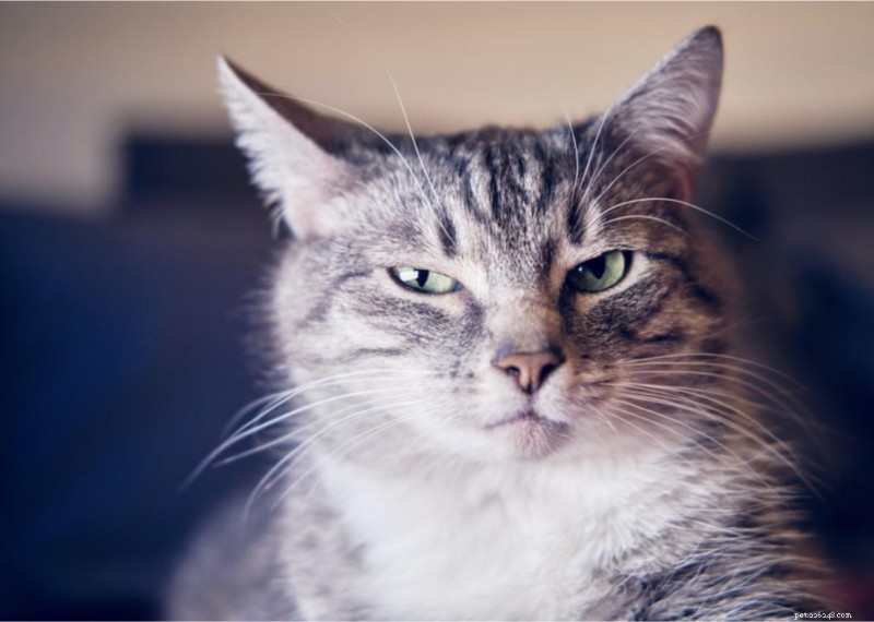 Why Do Cats Have Whiskers? + 50 Essential Kitten Questions Answered