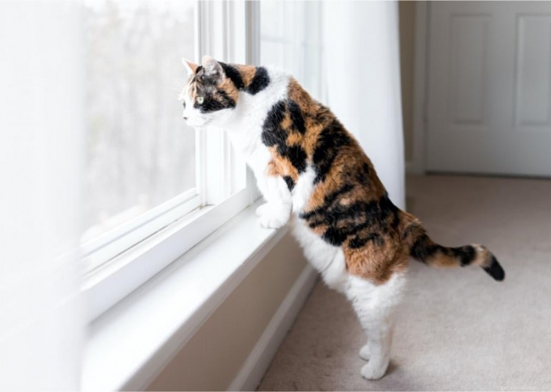 Why Do Cats Have Whiskers? + 50 Essential Kitten Questions Answered