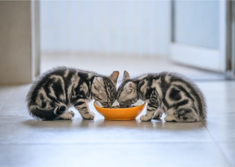 Why Do Cats Have Whiskers? + 50 Essential Kitten Questions Answered