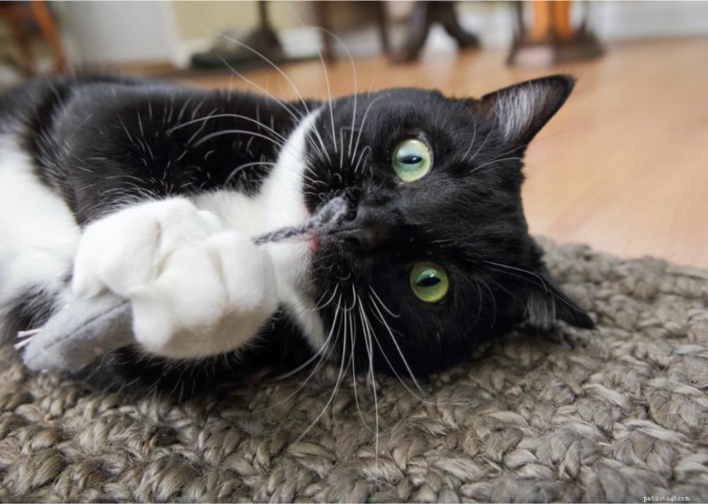 Why Do Cats Have Whiskers? + 50 Essential Kitten Questions Answered