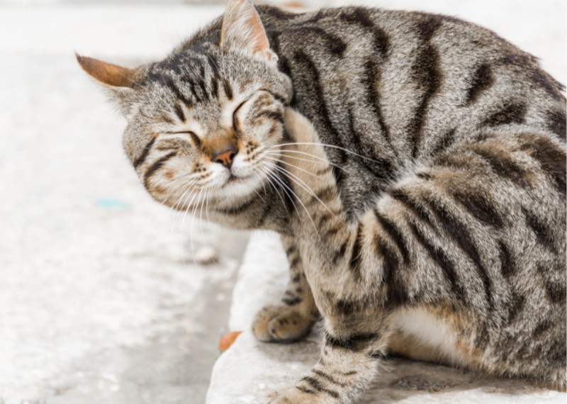 Why Do Cats Have Whiskers? + 50 Essential Kitten Questions Answered