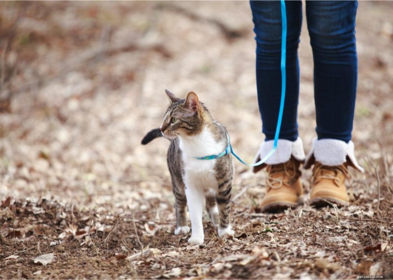 Why Do Cats Have Whiskers? + 50 Essential Kitten Questions Answered
