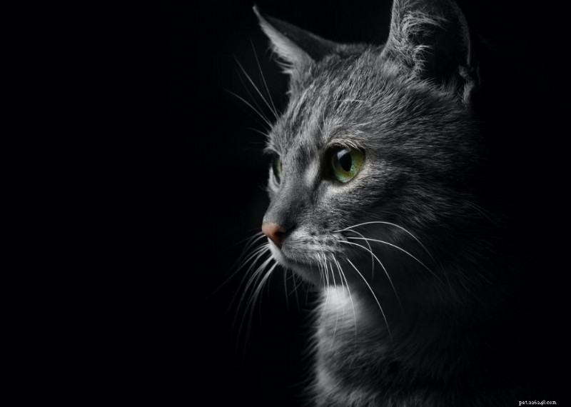 Why Do Cats Have Whiskers? + 50 Essential Kitten Questions Answered