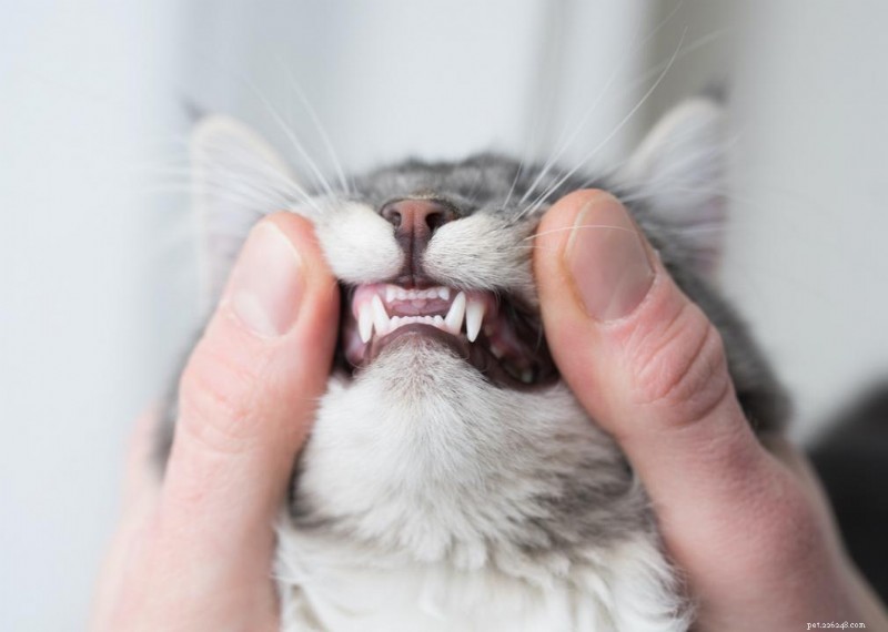 Why Do Cats Have Whiskers? + 50 Essential Kitten Questions Answered