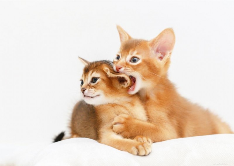 Why Do Cats Have Whiskers? + 50 Essential Kitten Questions Answered