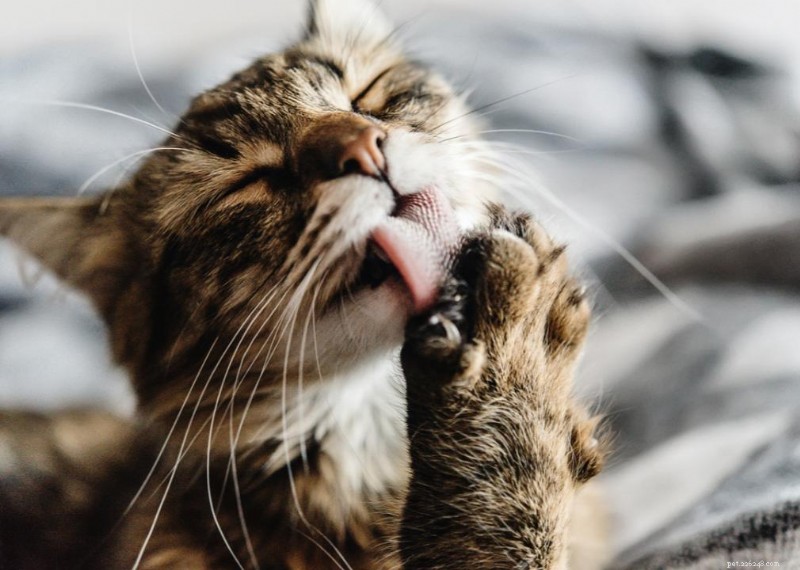 Why Do Cats Have Whiskers? + 50 Essential Kitten Questions Answered
