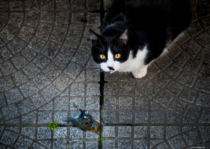 Why Do Cats Have Whiskers? + 50 Essential Kitten Questions Answered