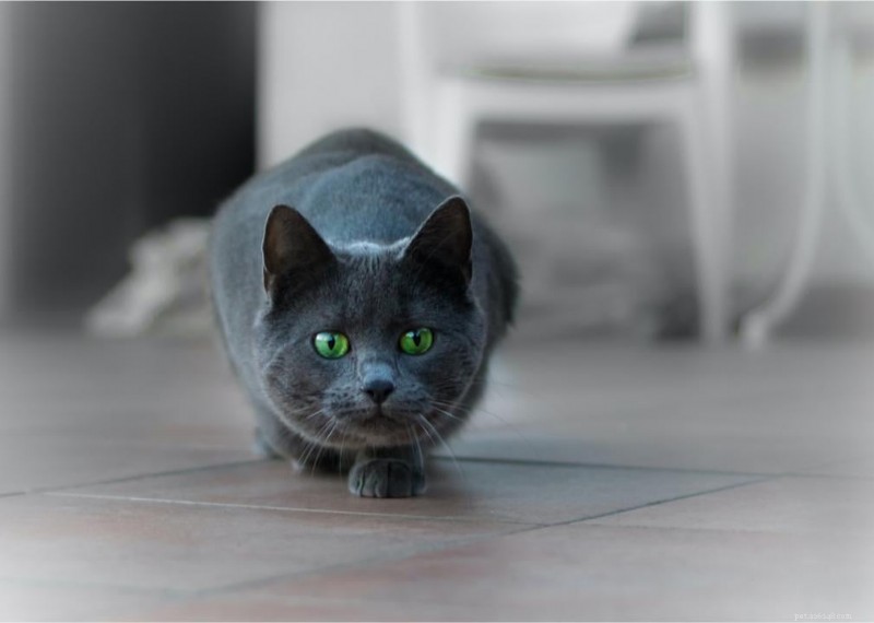 Why Do Cats Have Whiskers? + 50 Essential Kitten Questions Answered