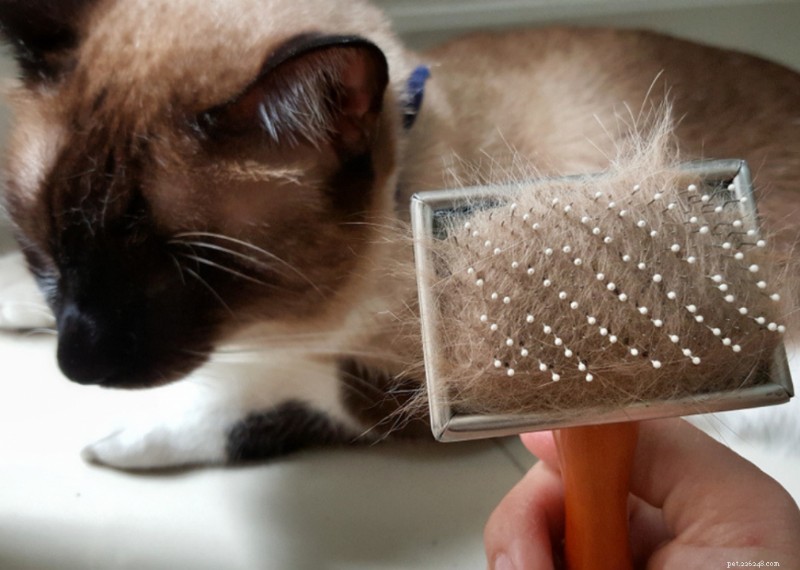 Why Do Cats Have Whiskers? + 50 Essential Kitten Questions Answered