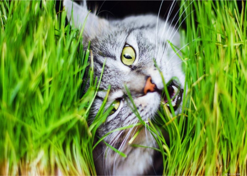 Why Do Cats Have Whiskers? + 50 Essential Kitten Questions Answered