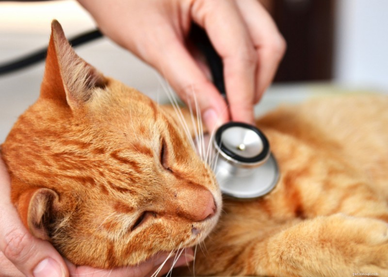 Why Do Cats Have Whiskers? + 50 Essential Kitten Questions Answered