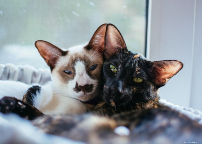 Why Do Cats Have Whiskers? + 50 Essential Kitten Questions Answered