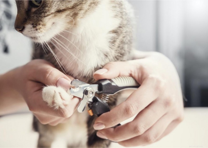 Why Do Cats Have Whiskers? + 50 Essential Kitten Questions Answered