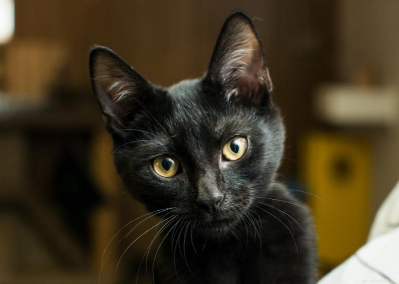 Why Do Cats Have Whiskers? + 50 Essential Kitten Questions Answered