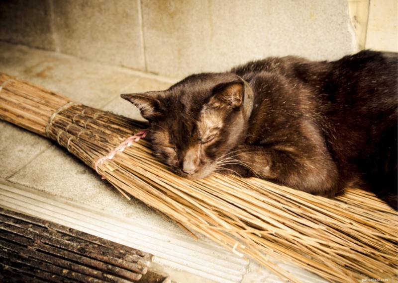 Why Do Cats Have Whiskers? + 50 Essential Kitten Questions Answered