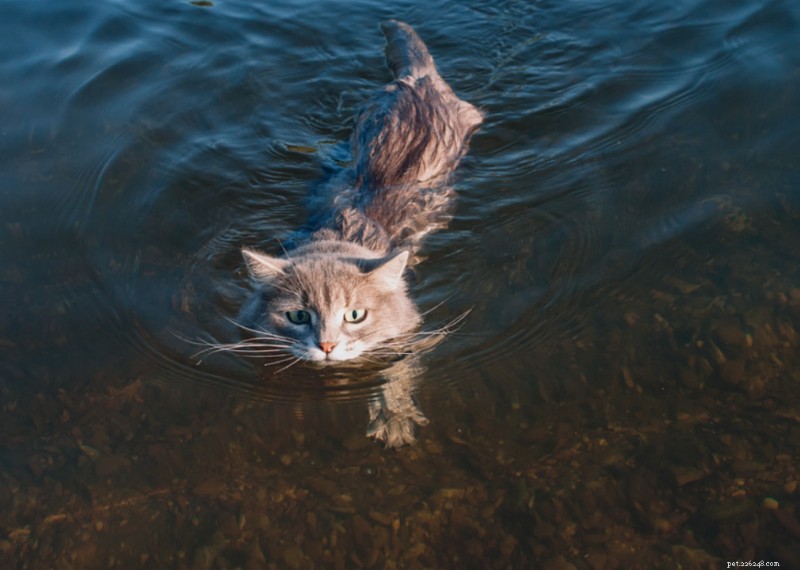Why Do Cats Have Whiskers? + 50 Essential Kitten Questions Answered