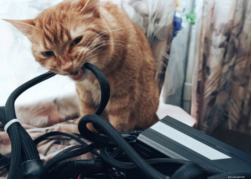 Why Do Cats Have Whiskers? + 50 Essential Kitten Questions Answered