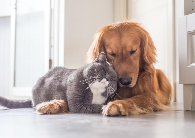 Why Do Cats Have Whiskers? + 50 Essential Kitten Questions Answered