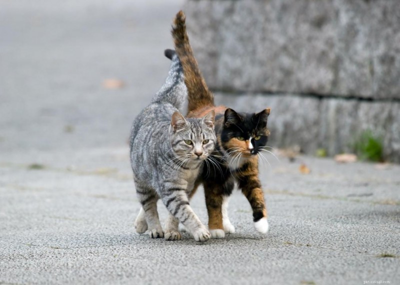 Why Do Cats Have Whiskers? + 50 Essential Kitten Questions Answered