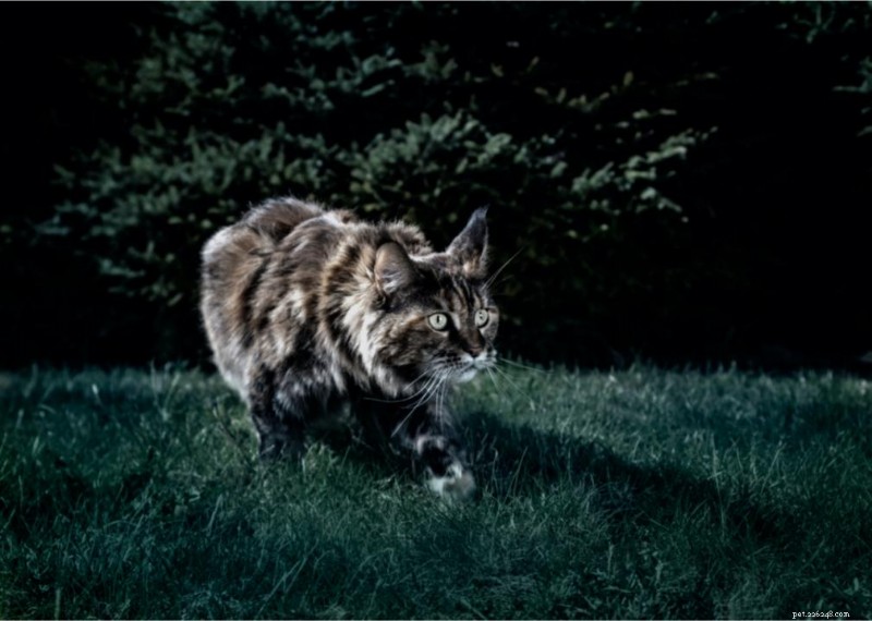 Why Do Cats Have Whiskers? + 50 Essential Kitten Questions Answered