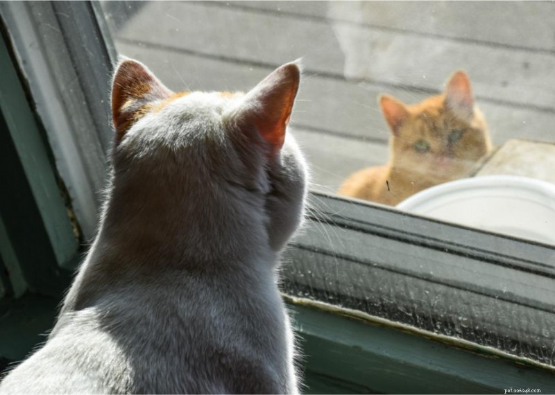Why Do Cats Have Whiskers? + 50 Essential Kitten Questions Answered