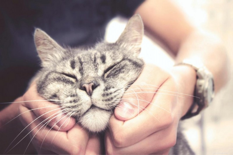 30 Surprising Similarities Between Cats and Dogs