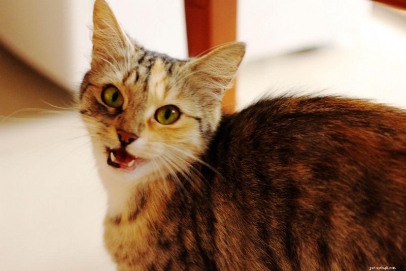 30 Surprising Similarities Between Cats and Dogs