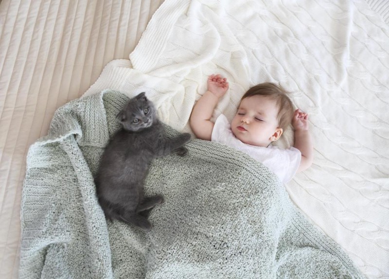 30 Surprising Similarities Between Cats and Dogs