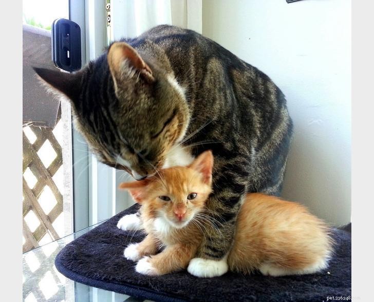 30 Surprising Similarities Between Cats and Dogs
