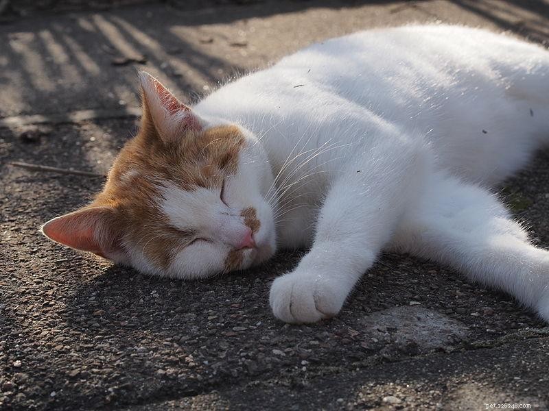 30 Surprising Similarities Between Cats and Dogs