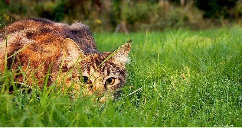 30 Surprising Similarities Between Cats and Dogs