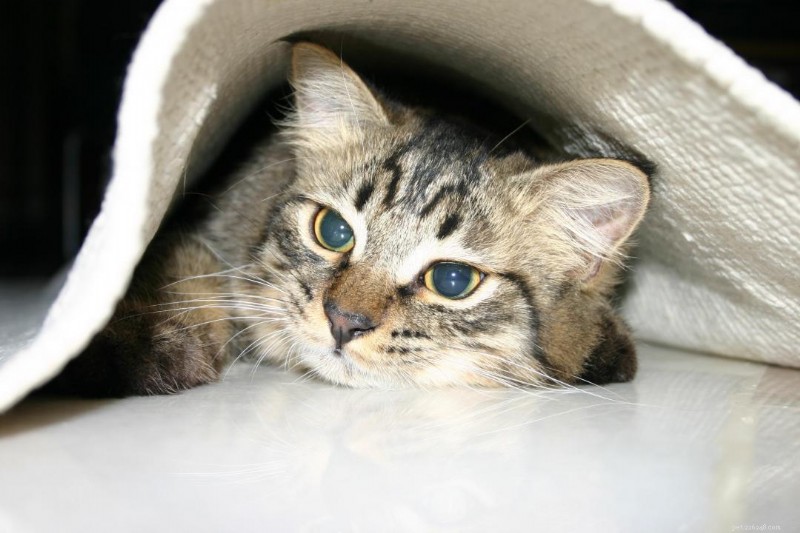 30 Surprising Similarities Between Cats and Dogs