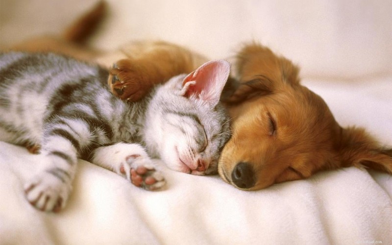 30 Surprising Similarities Between Cats and Dogs