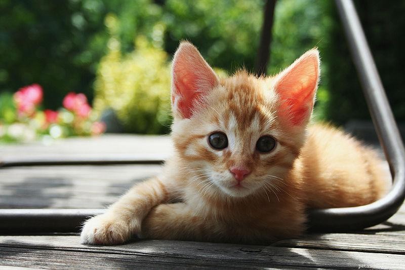 30 Surprising Similarities Between Cats and Dogs