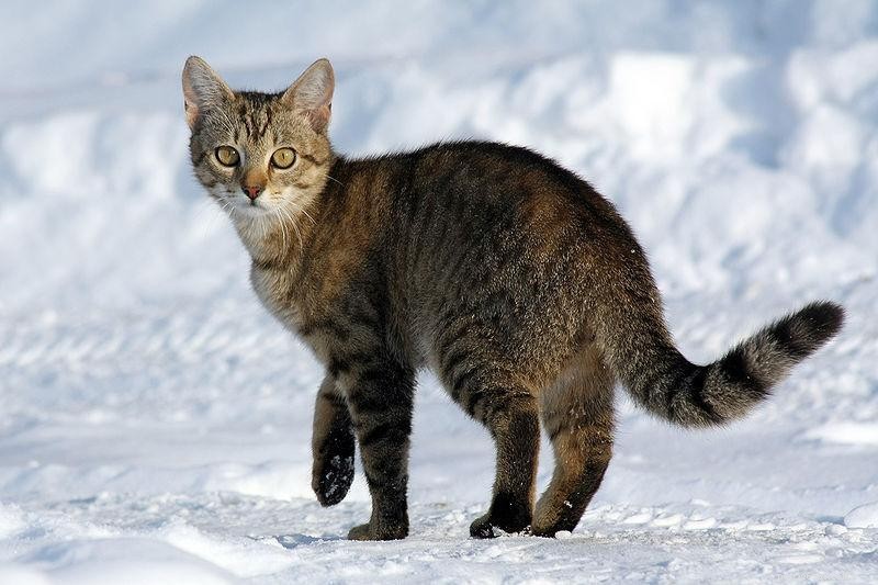 30 Surprising Similarities Between Cats and Dogs