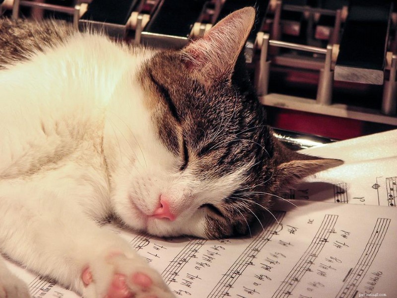30 Surprising Similarities Between Cats and Dogs