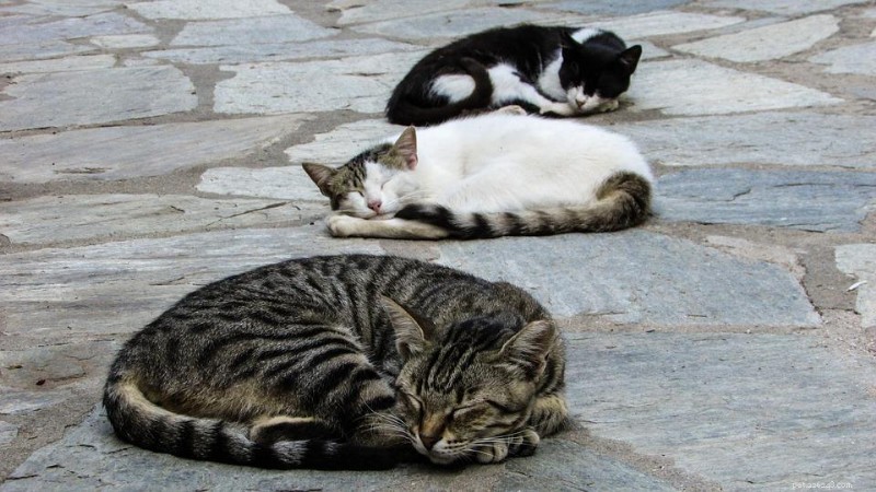30 Surprising Similarities Between Cats and Dogs