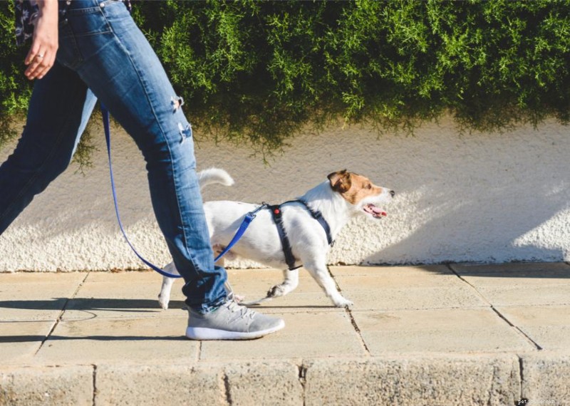 Revolutionary Findings on Pet Evolution and Behavior