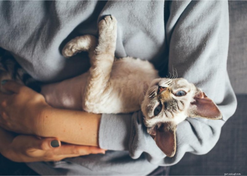 Revolutionary Findings on Pet Evolution and Behavior