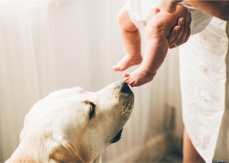Revolutionary Findings on Pet Evolution and Behavior